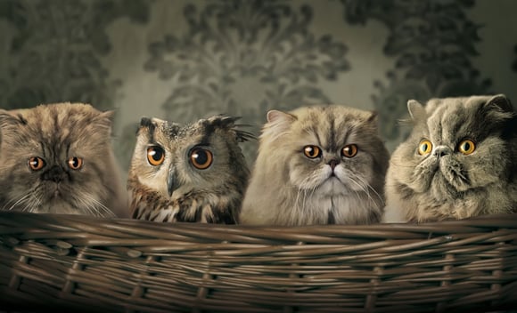 hiding_plain_sight_gray_feline_cats_eyes_owl.jpg hiding_plain_sight_gray_feline_cats_eyes_owl.jpg